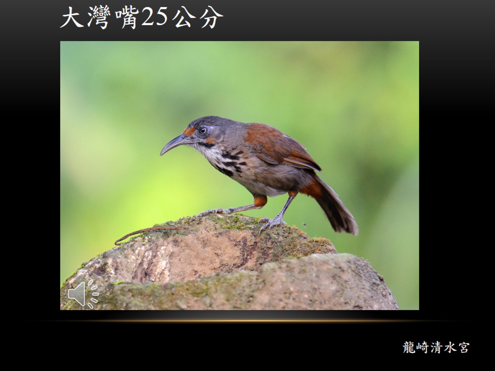 台灣特有種鳥類1070925 | 陽明工商ee-class 易課平台
